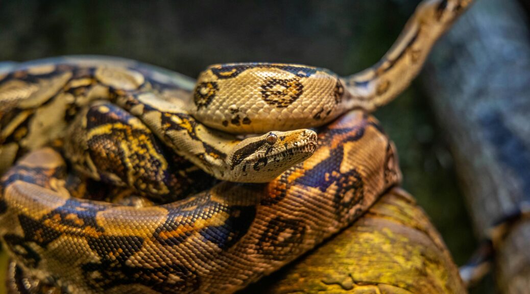 pexels diego madrigal 162471 2062316