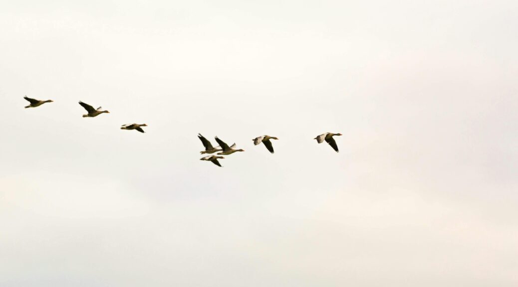 pexels fahad alani 789729 1721675