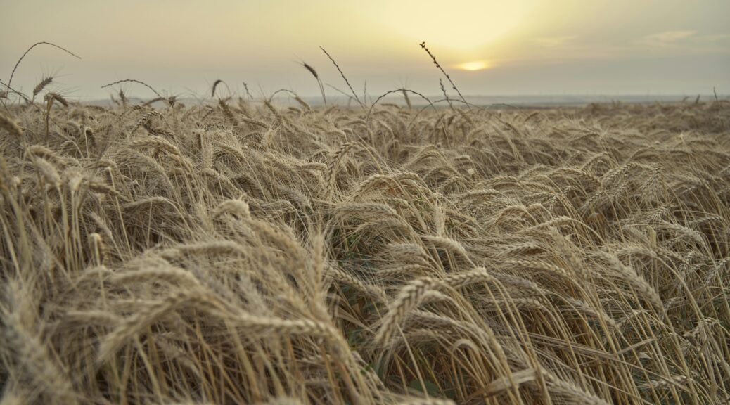 pexels merictuna 30556704