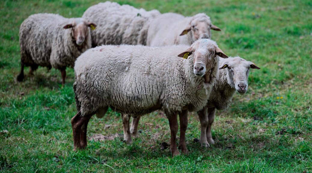 group of sheep grazing in a pasture